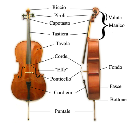 Violoncello